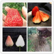 三亚海棠宁玉草莓植时间2025排名一览