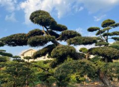 山东沂源县花草种植基地-详情引见