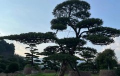 山西临汾隰县乔木提取物合做社-公司简介