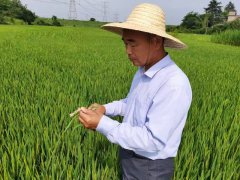 代表委员风度录｜程承平：稻田里书写履职初心