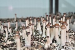 芦苇荡里生“绿金”