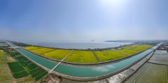 安徽肥西：油菜花海里的村落复兴