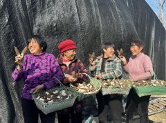 <b>临泉县送仙镇常安庄：羊肚菌绘就村落复兴新图</b>